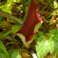 Typhonium trilobatum (L.) Schott